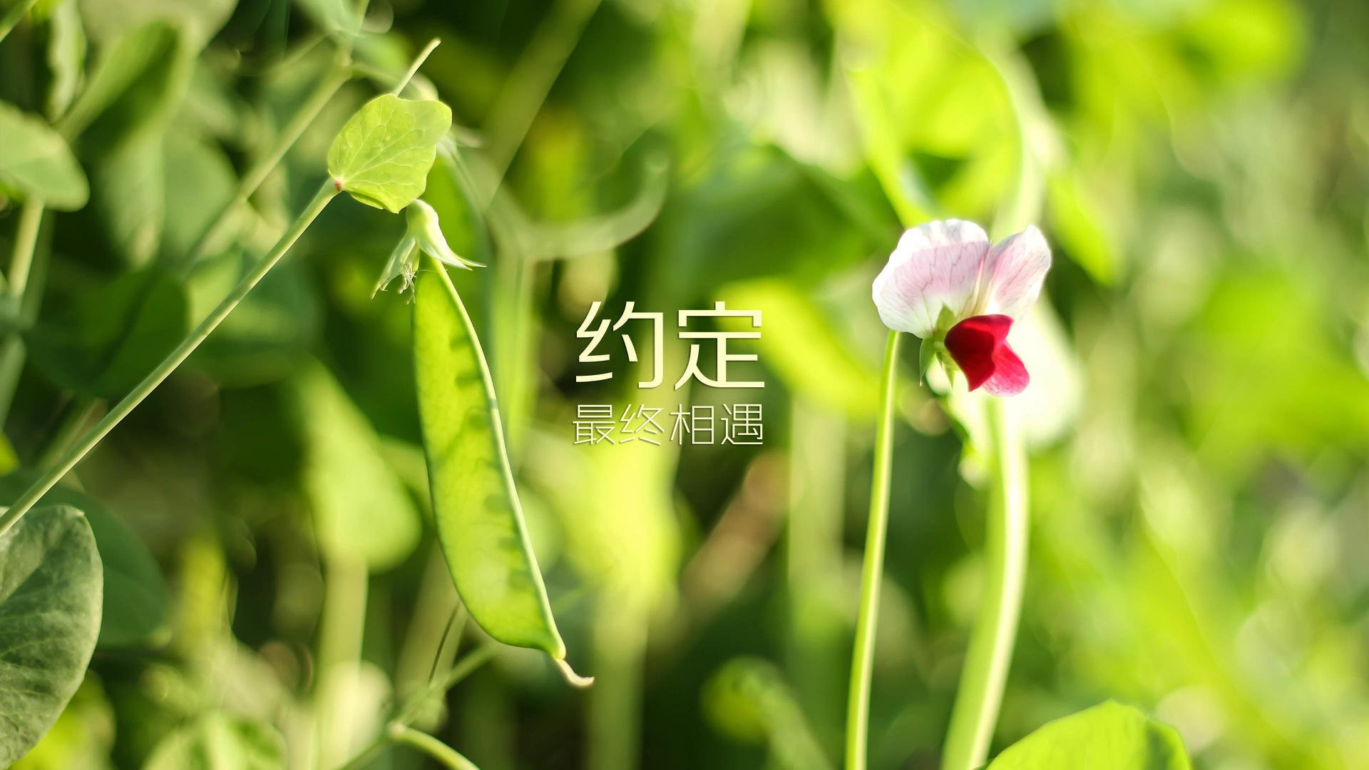 佩纳罗尔主帅谈德比赛前准备，佩纳罗尔vs水晶体育