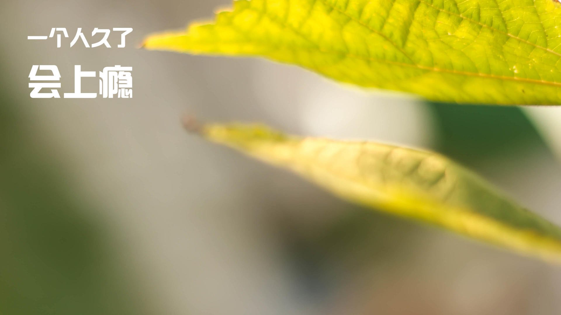 陈佳佩拉卡尼赛后合影传递友谊，陈佳专访